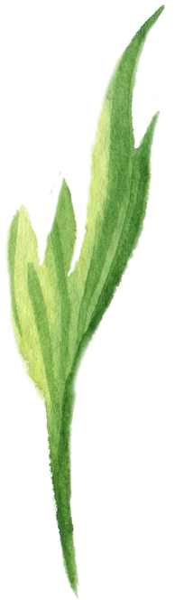 leaf flower watercolor