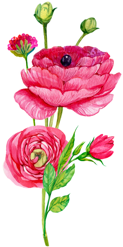 Ranulculus Flowers Watercolor