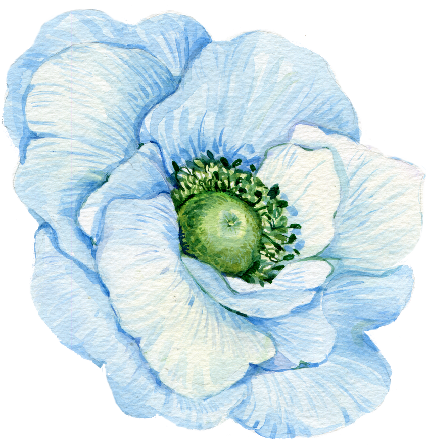 anemone flower watercolor