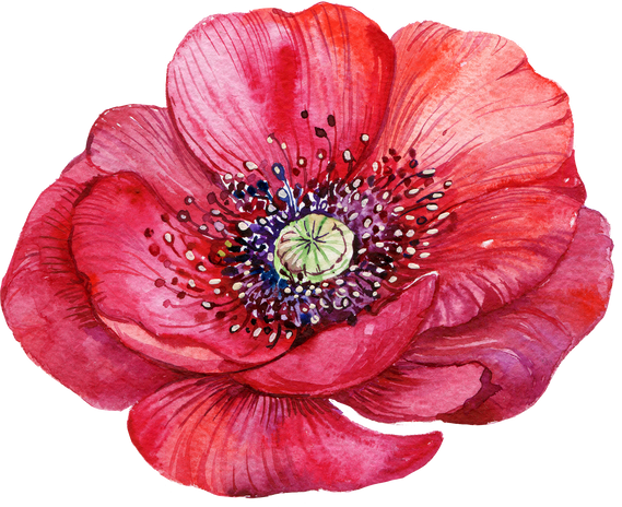red poppy watercolor