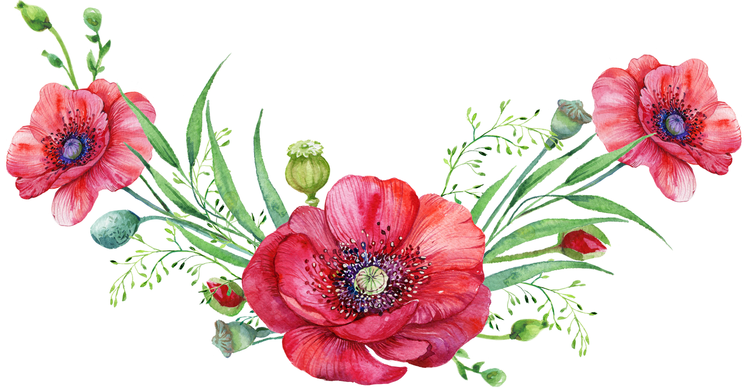 red poppies .watercolor illustration