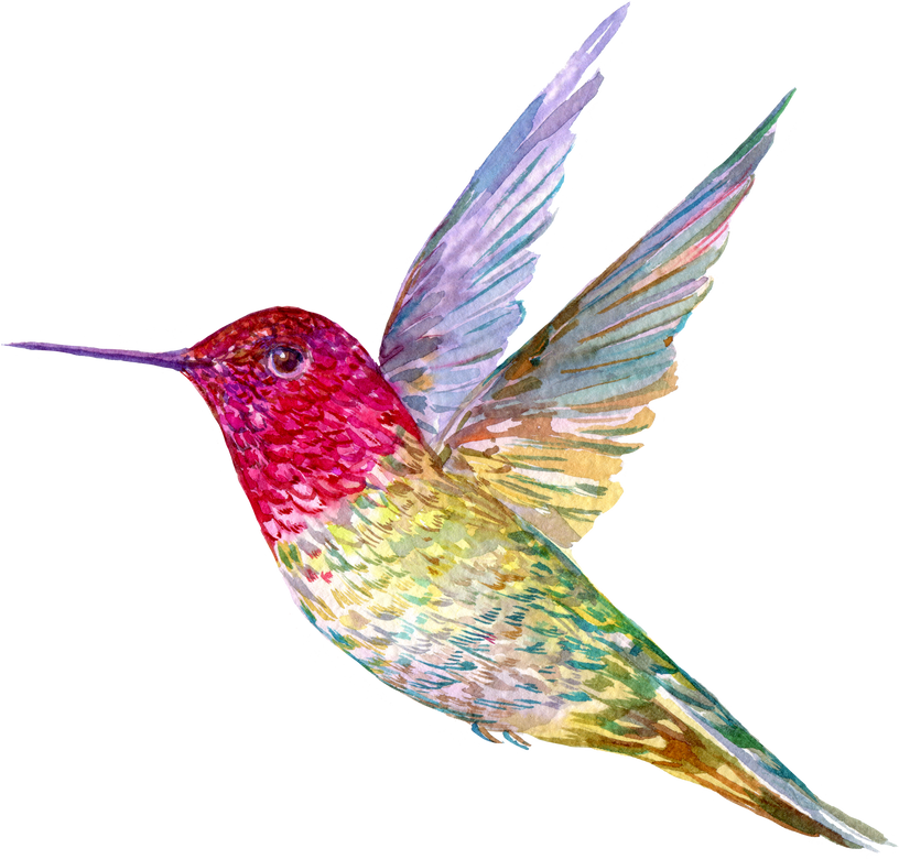 Bird Hummingbird Watercolor
