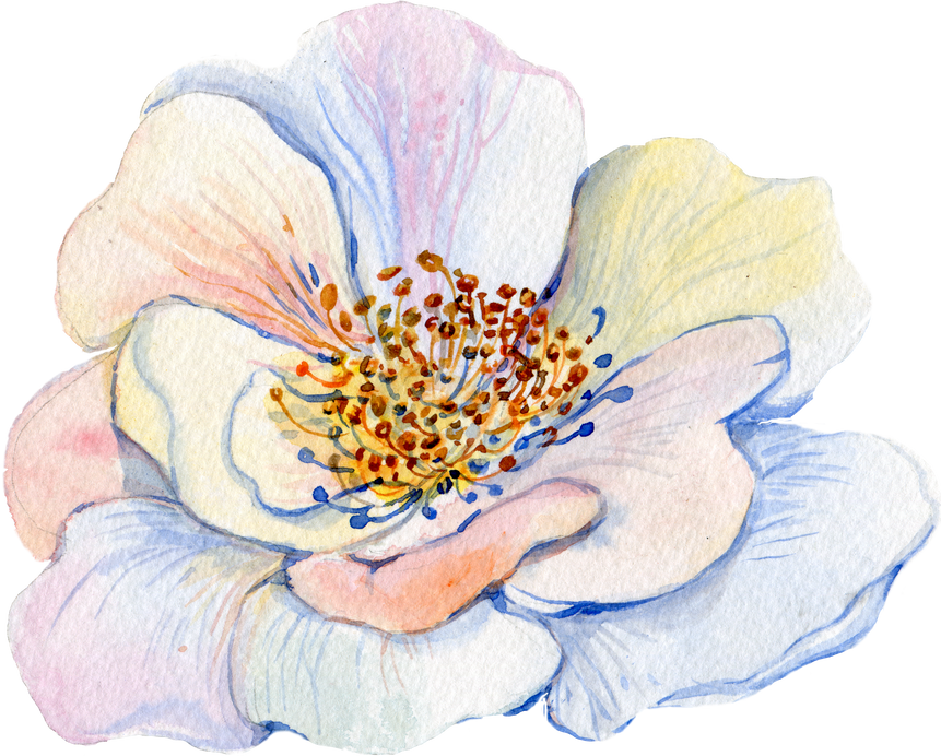 Flower Watercolor Wild Rose Briar Element